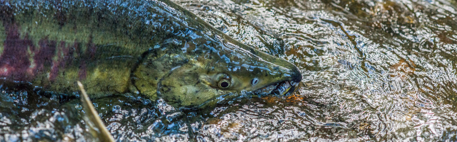 Salmon And Orca Recovery - Recreation And Conservation Office