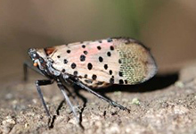 Black spotted insect