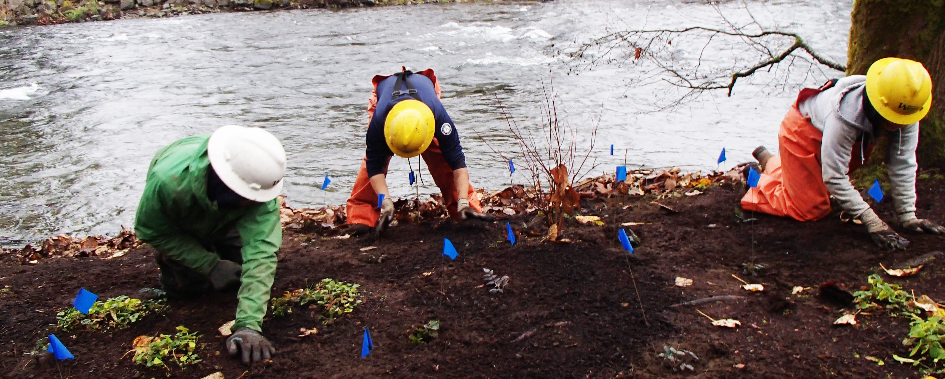 Three people planting plants along a riverbank