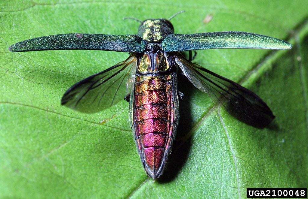 A red and green bug with wings spread on a leaf