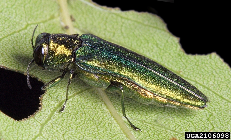 A green bug on a green leaf