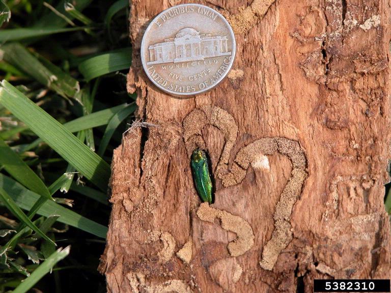 A green bug on a tree trunk near a nickle