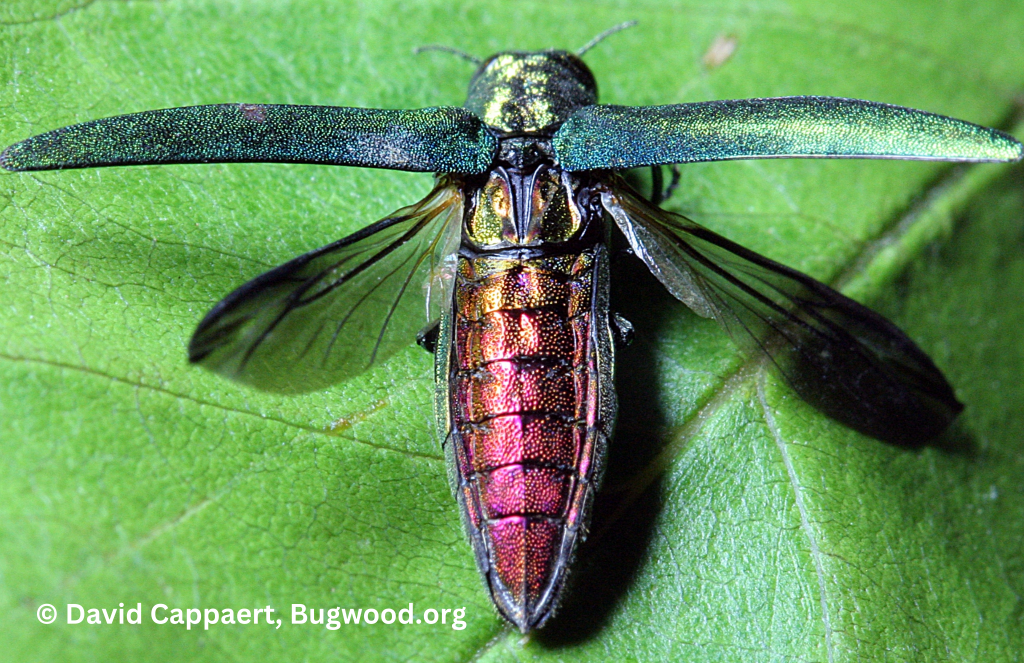 Emerald ash borer