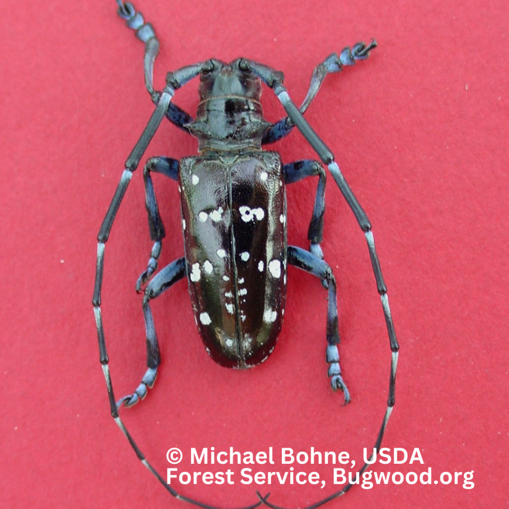 Longhorned beetle