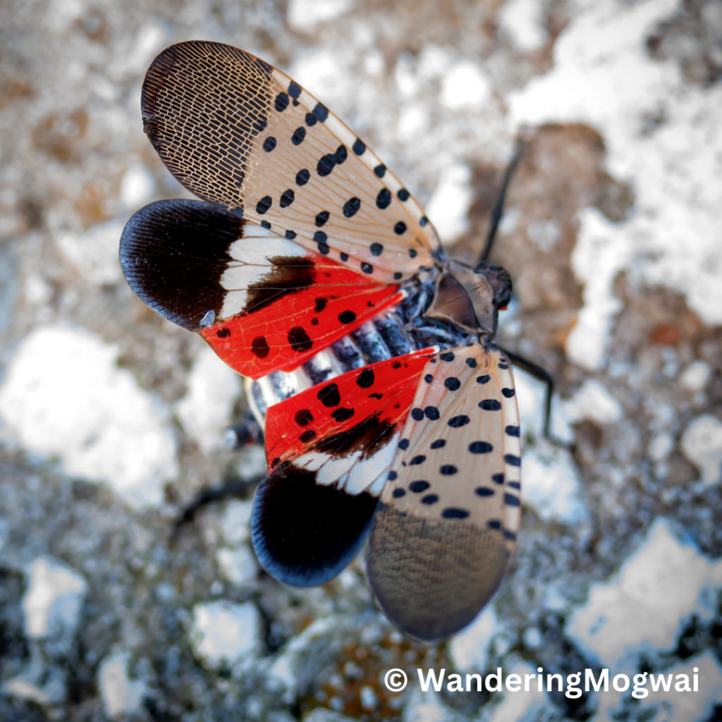 Spotted lanternfly